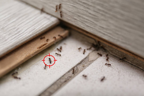 Best Pest Control Near Me  in Wilton, IA