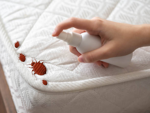 Best Flea Control Services  in Wilton, IA