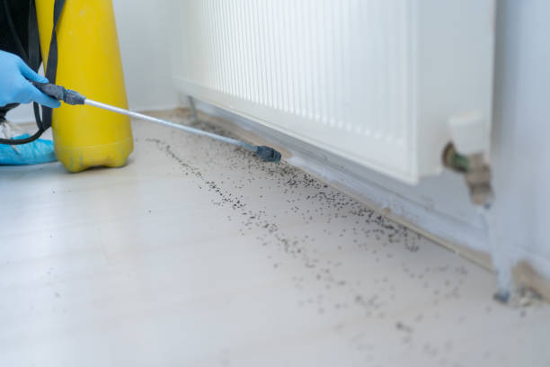 Best Pest Control for Homes  in Wilton, IA